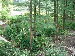219 Longwood Gardens [2008 August 23]